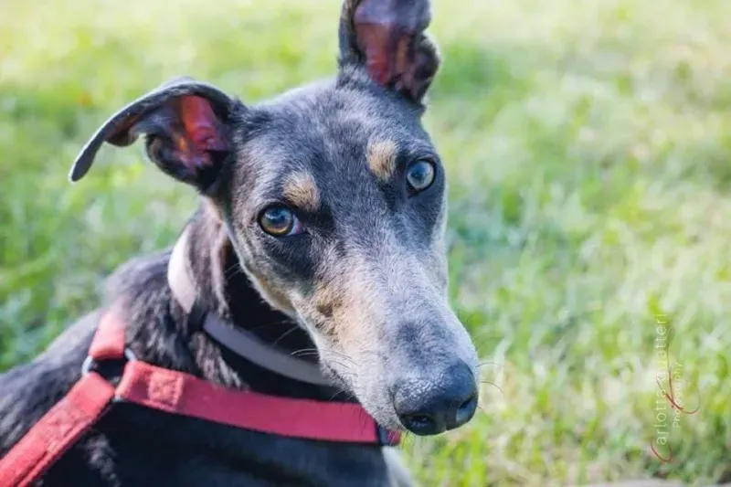 14720465 1437996146214725 7188496480729902883 n