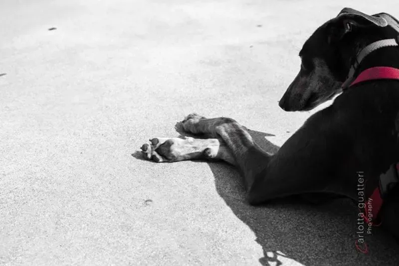 14720480 1437996102881396 2504488349151402198 n