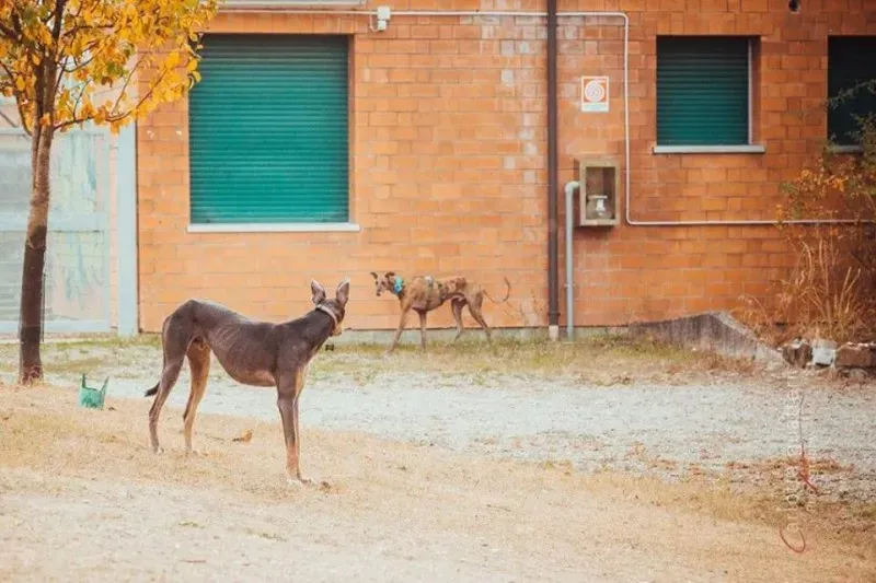 14720578 1437996899547983 2506148221525311378 n