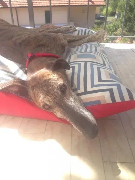 14725626 1144867108930476 7678600563141650411 n