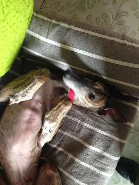 14729242 1155980601152460 4929051508926003262 n