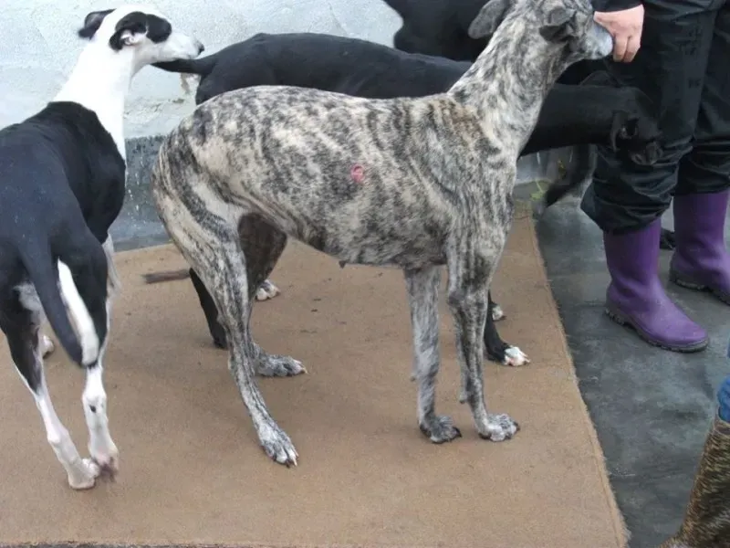 14729258 1154101041340416 8474557601536949663 n