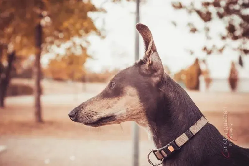 14731367 1437995892881417 7740073283509099057 n 1