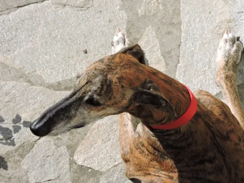 14732330 1157536067663580 6683852209194685322 n