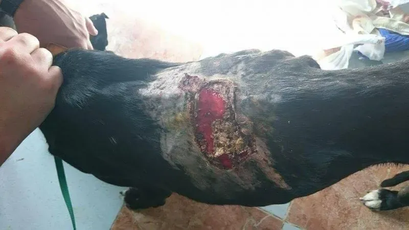 14805382 10211156342775533 42933735 n