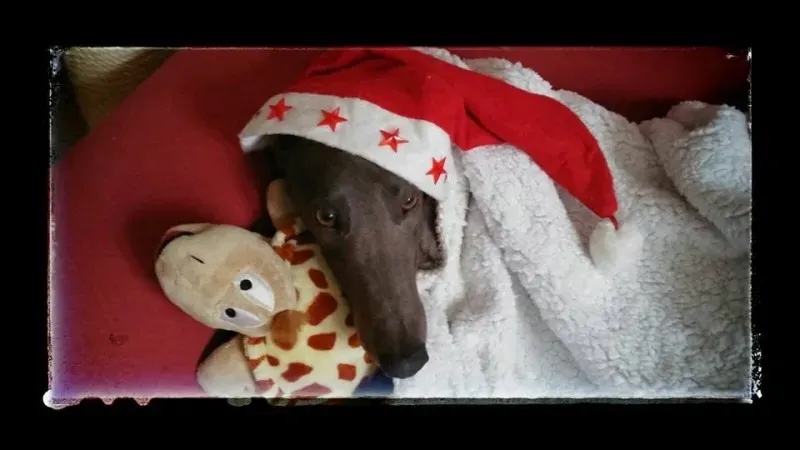 1484132 1062658123768197 7467812266096600055 n