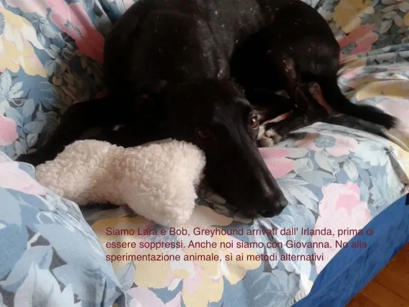 1484724 192661610940329 159245516 n