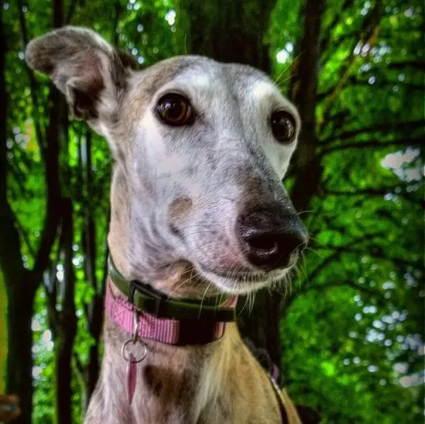 14855939 10209310699737221 8476162299204520386 o