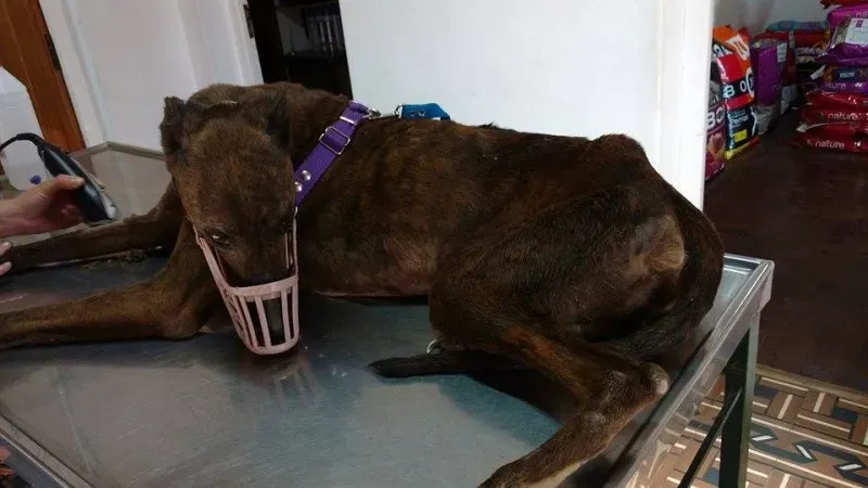 14900332 1262975453763060 3802686394912949331 n