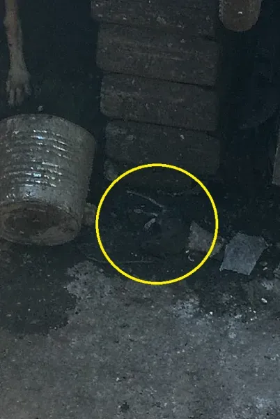 14947641 1262989920428280 1480102680825474152 n