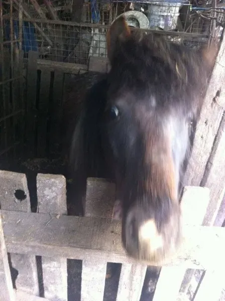 14955803 1262990043761601 3872735163015788321 n