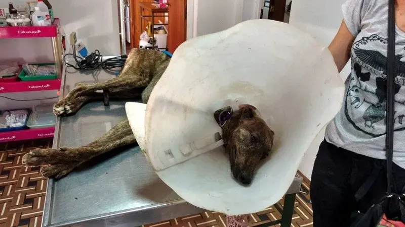 14956427 1262973000429972 2453401200849410403 n