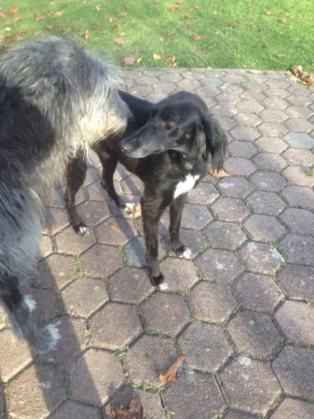 14958171 197065887415731 1680255638 o