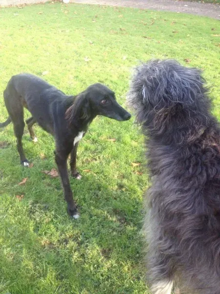 14962951 197065184082468 1775120275 n