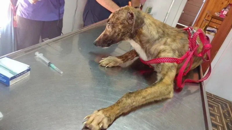 14963332 1262974760429796 1045640933272927574 n