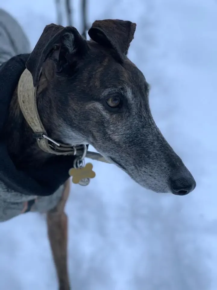 149655276 10222485520759948 5041025403410050088 n