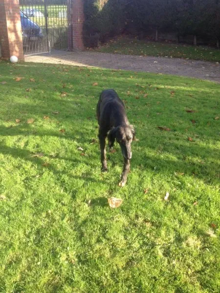 14976167 197065230749130 1171190211 o