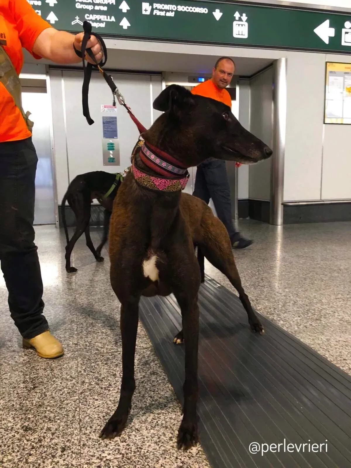 14  Rosie petlevrieri mercatodellacarne cina macao onlus