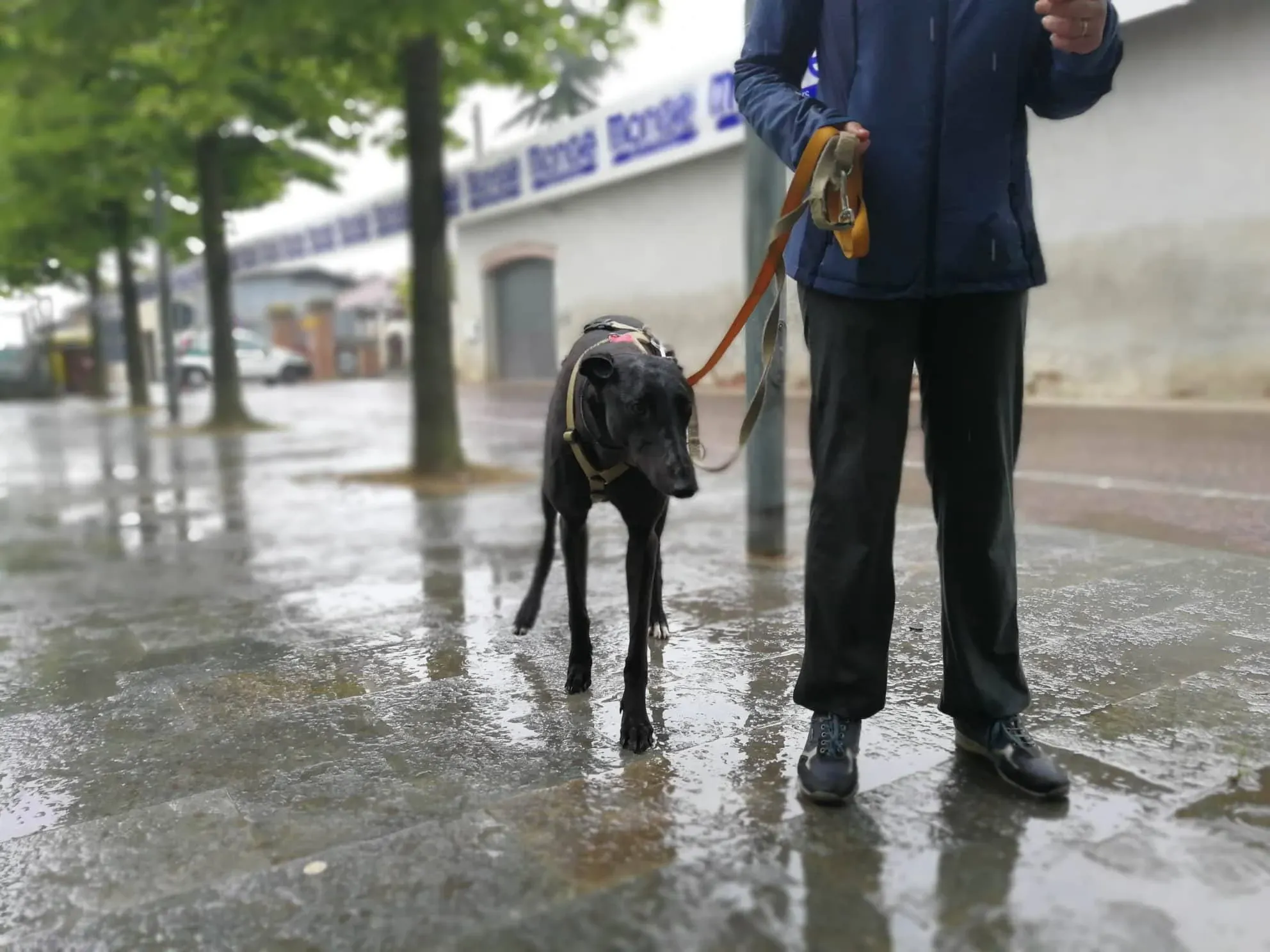 14 Doodle Greyhound rescue petlevrieri petlevrierionlus foster progettofoster