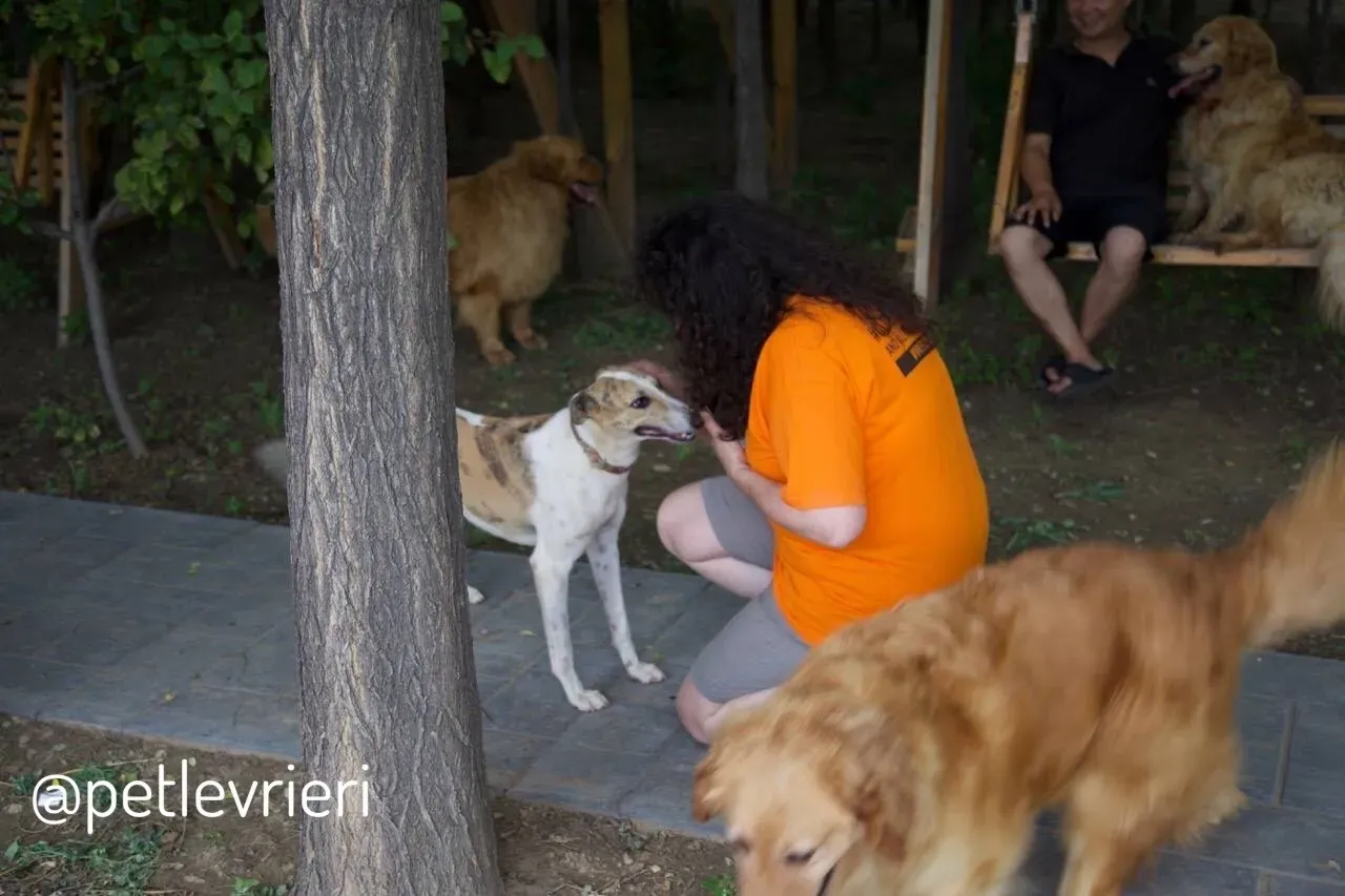 14 Sam whippet petlevrieri petlevrierionlus salvatomercatodellacarne cina maco.JPG