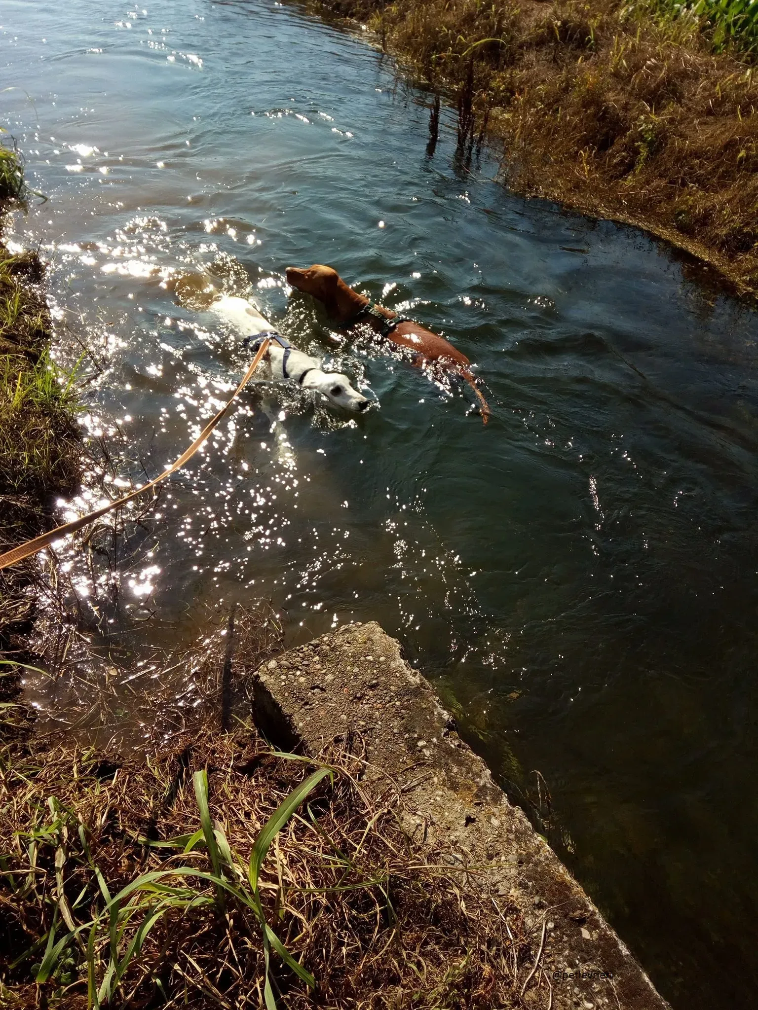 14 Spark Greyhound rescue petlevrieri petlevrierionlus foster progettofoster