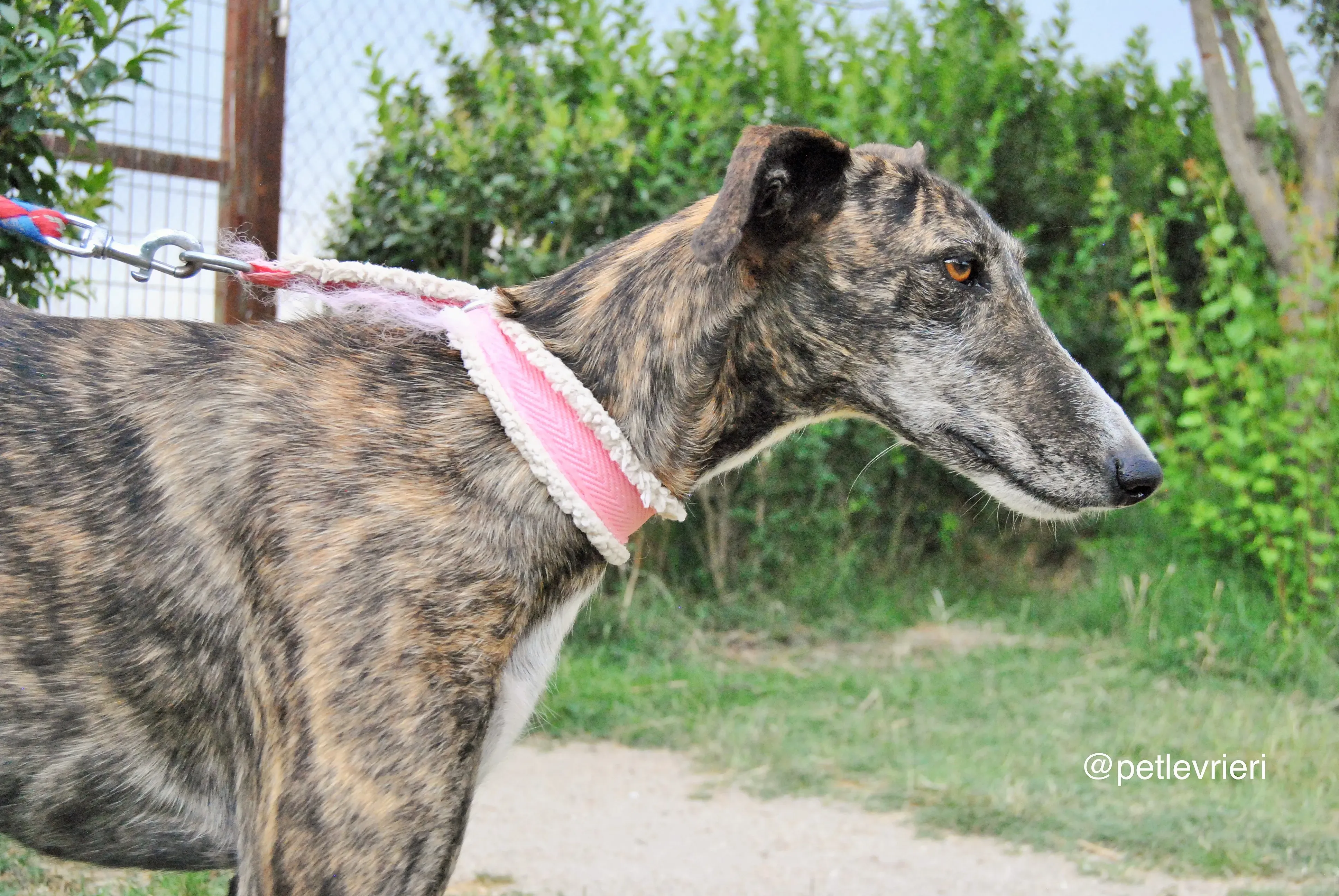 14 brandy adozione levrieri galgo