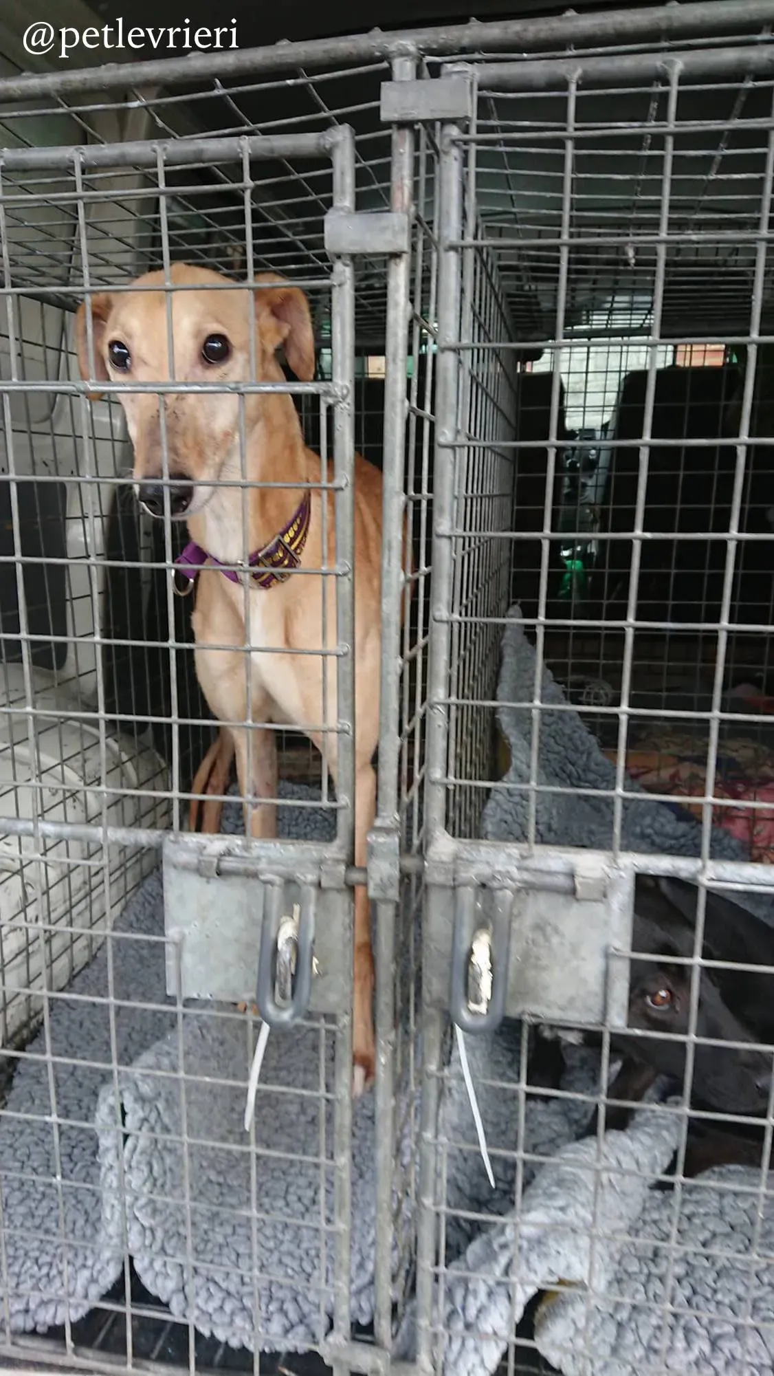 14 cacti adozione levrieri greyhound