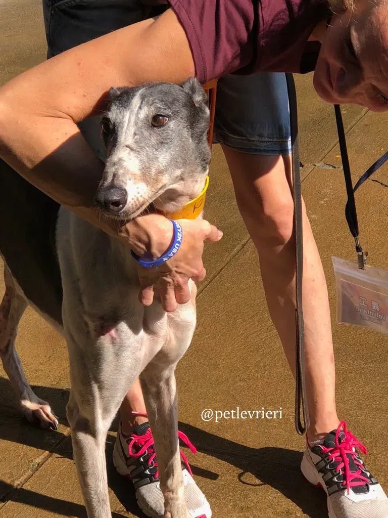 14 cyns crusader adozione greyhound macau