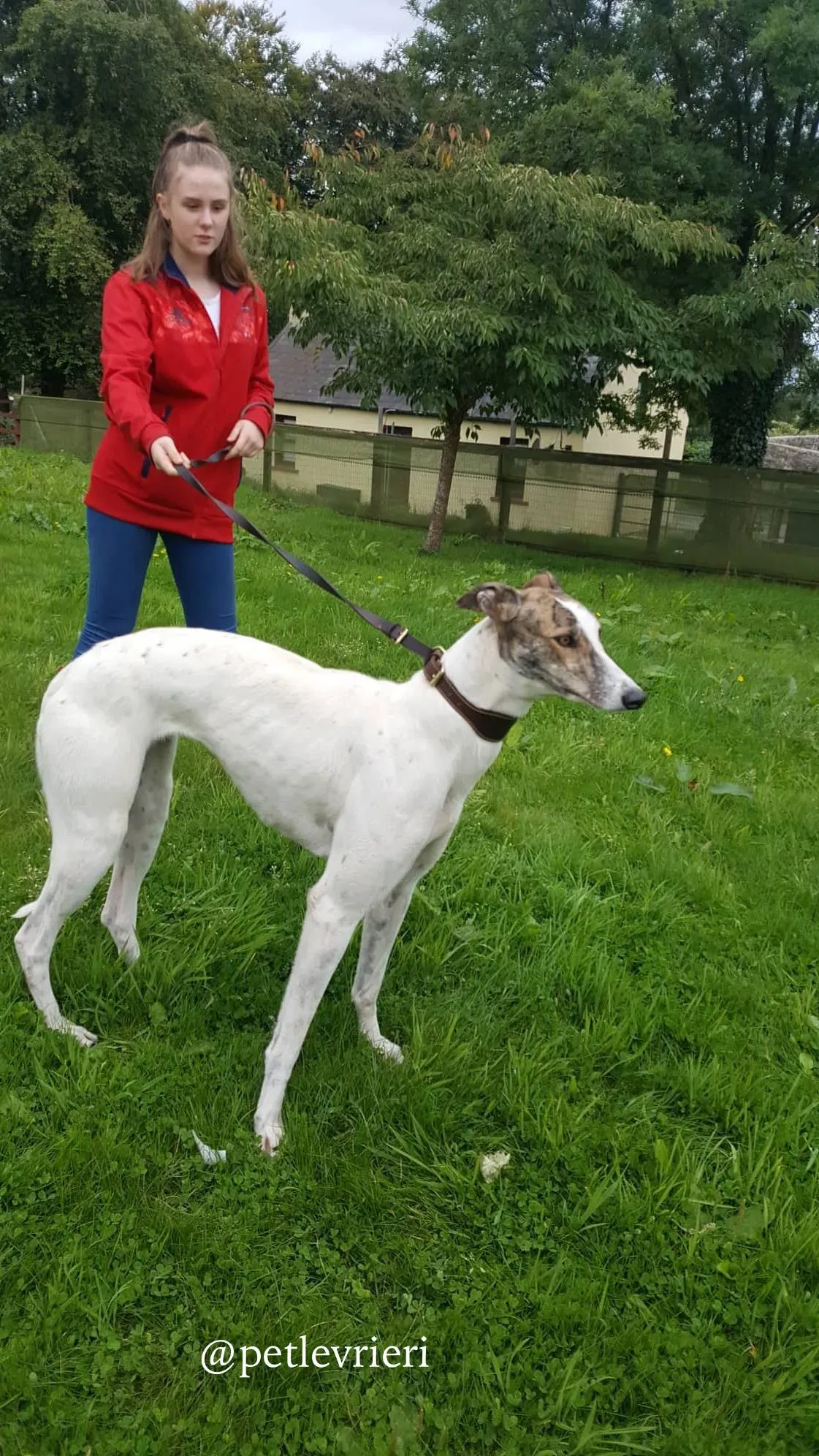 14 deva adozione greyhound