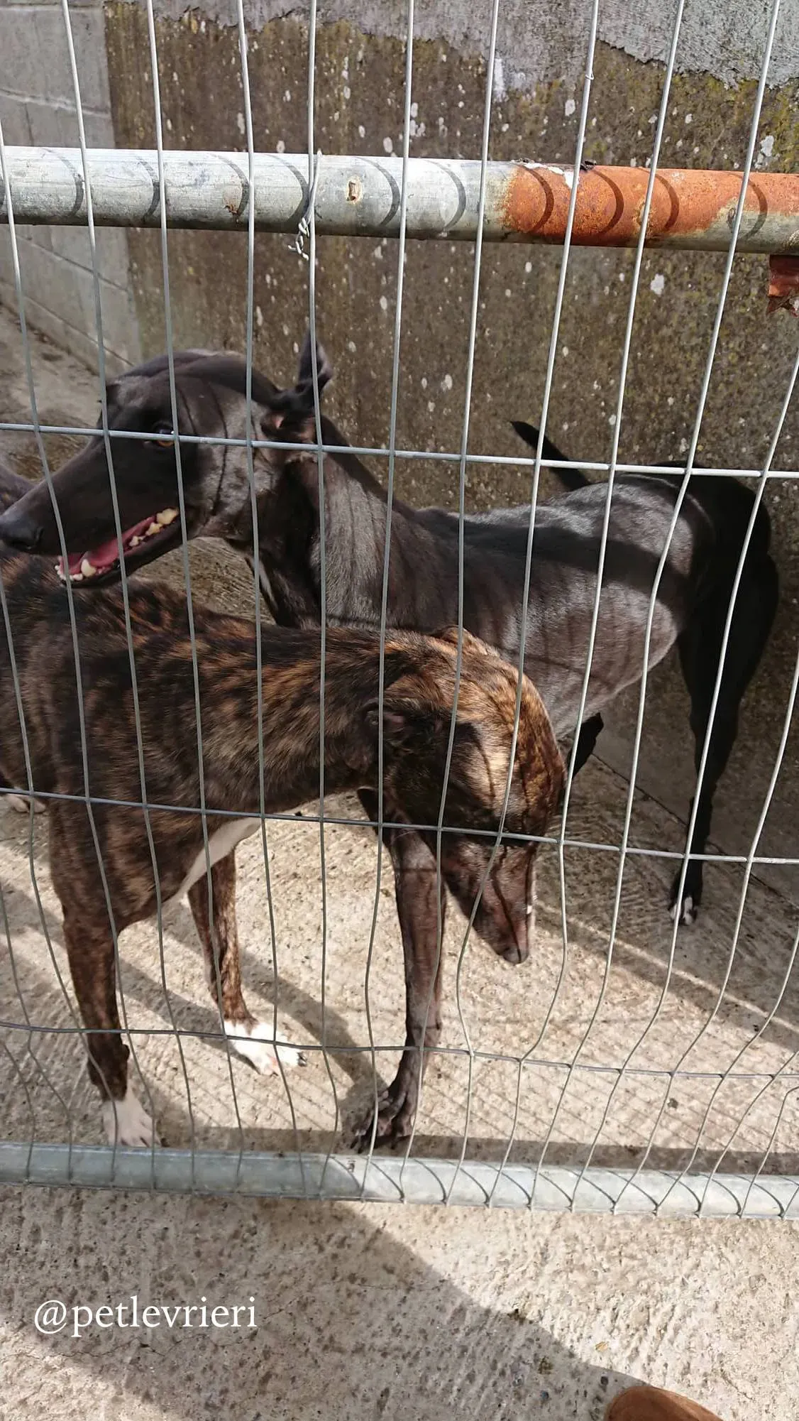 14 folami adozione levrieri greyhound