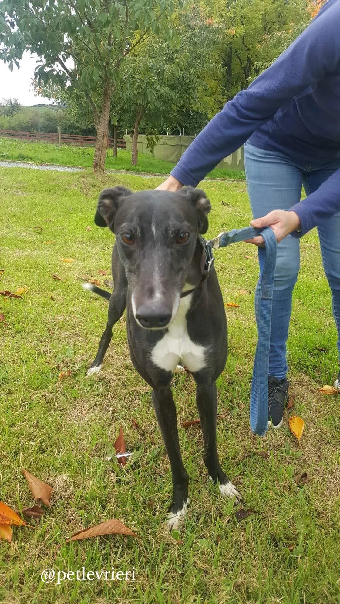 14 hilary adozione levrieri greyhound