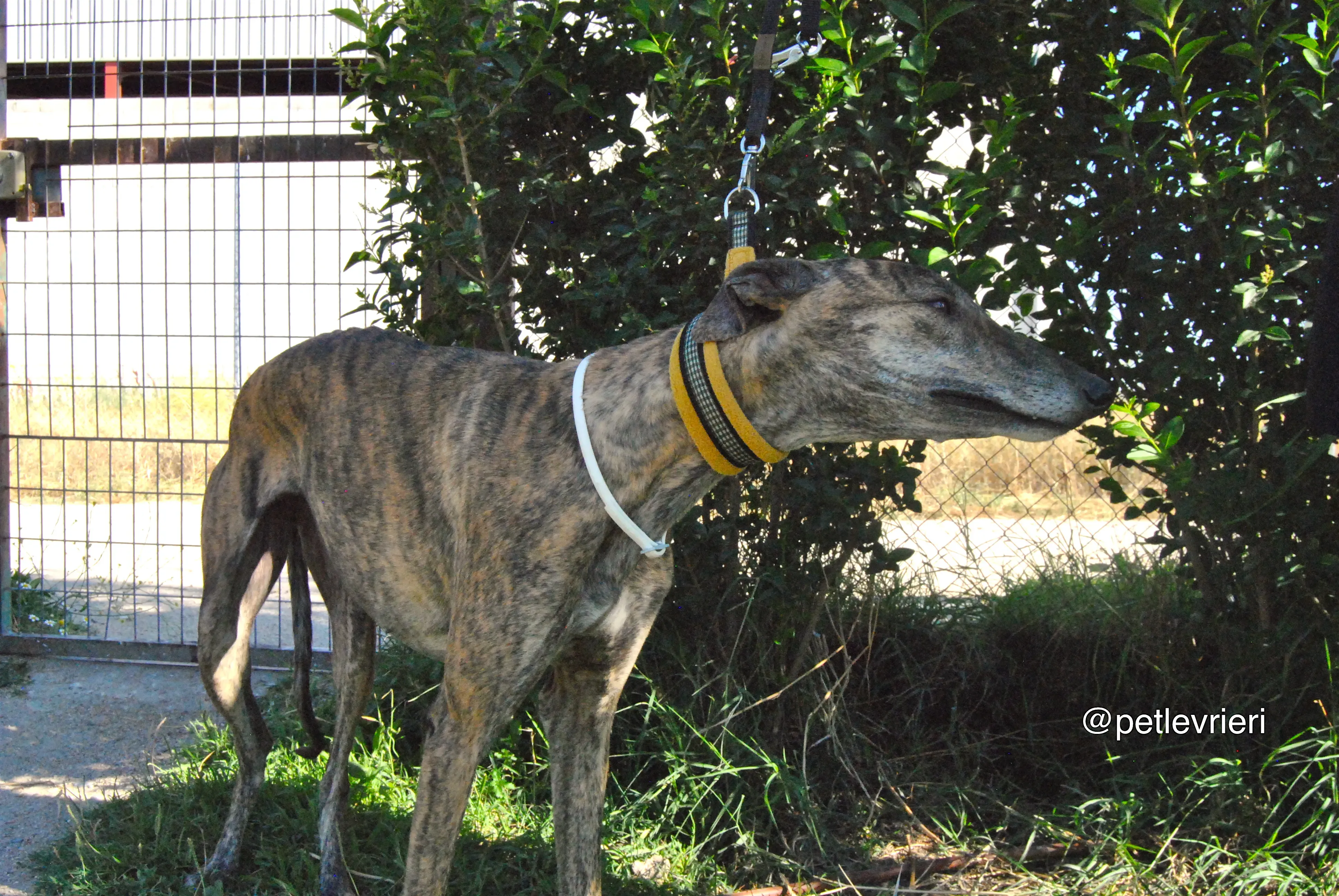 14 jara adozione levrieri galgo 1