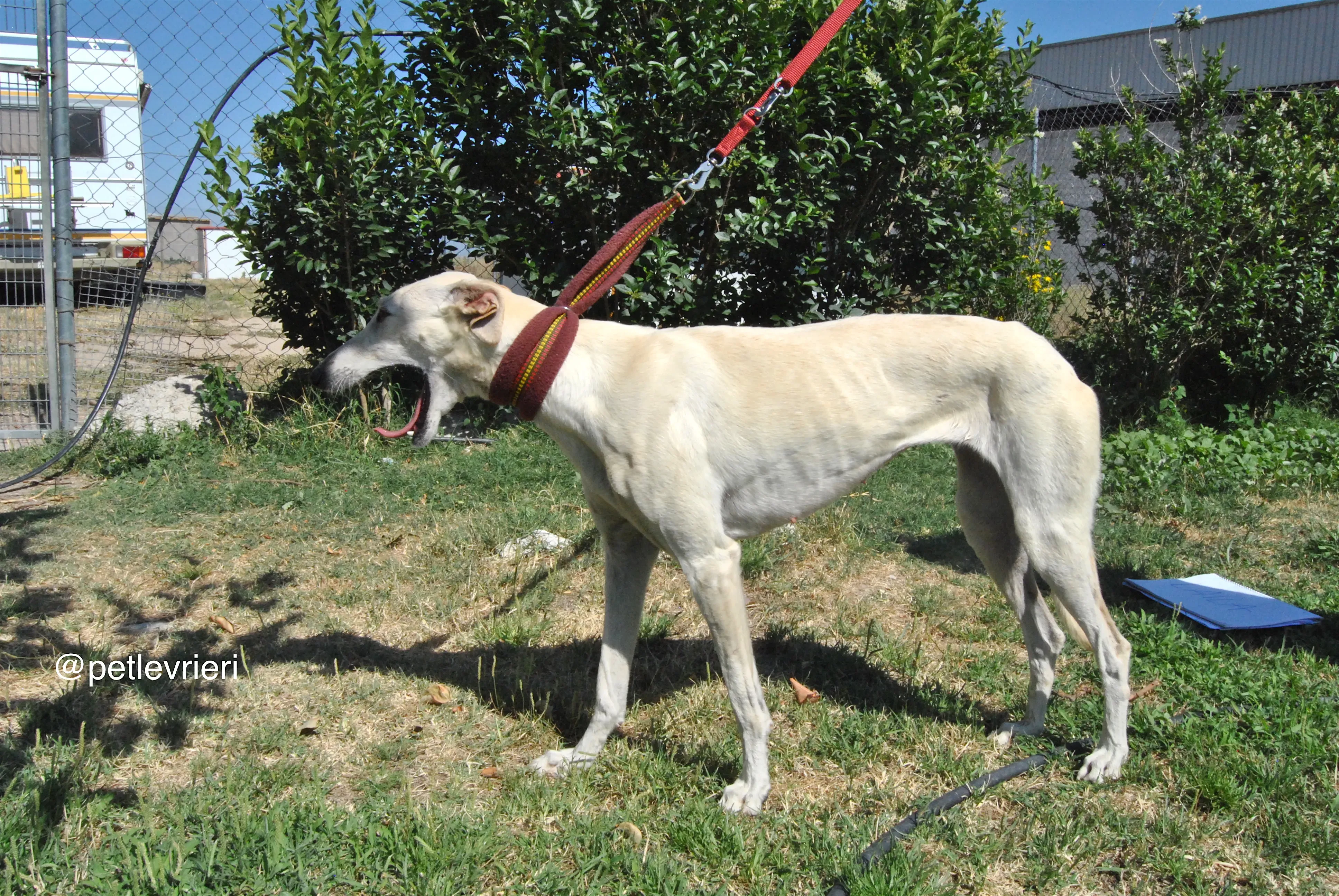 14 laila adozione levrieri galgo