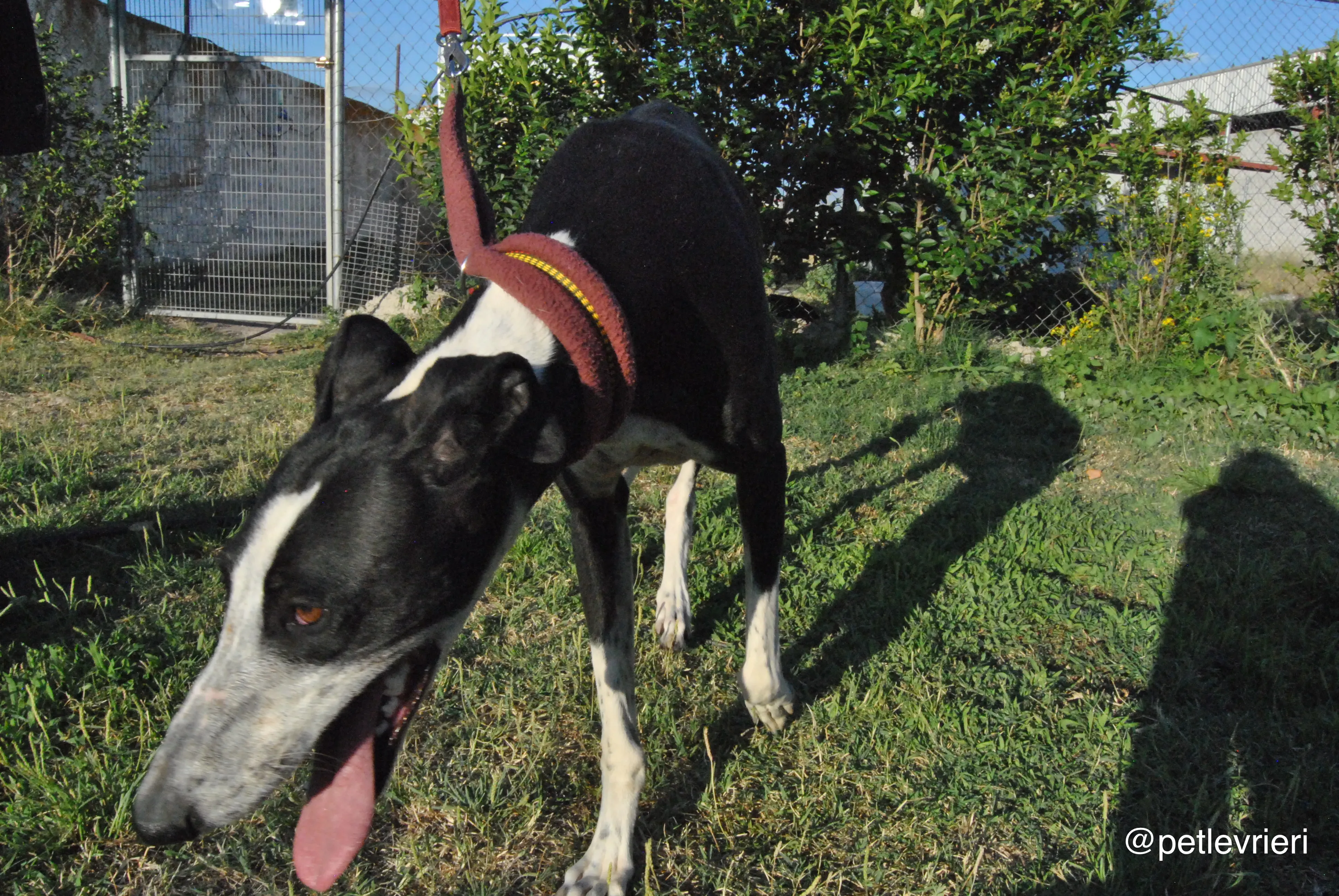 14 lili adozione levrieri galgo