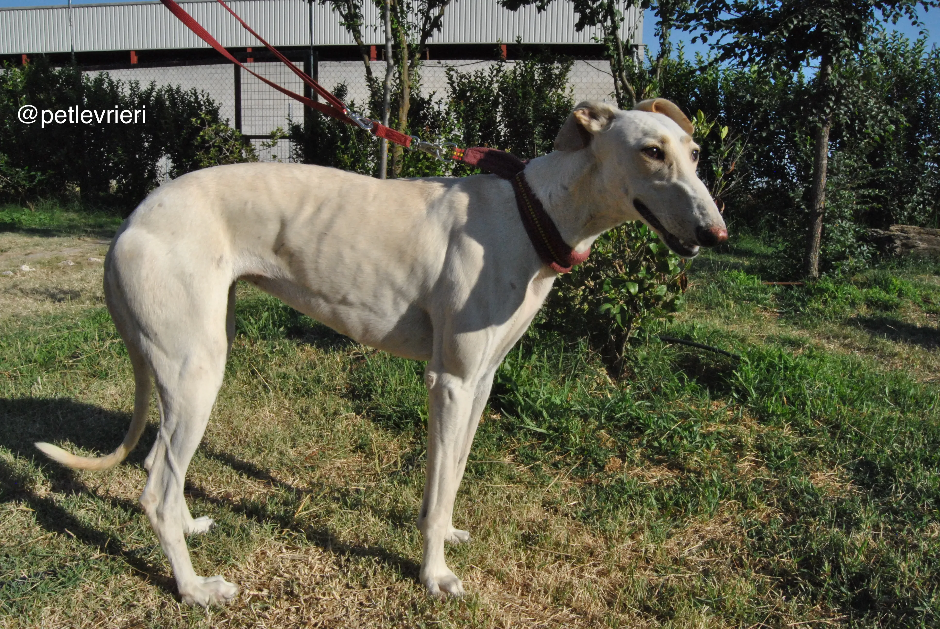 14 mari adozione levrieri galgo