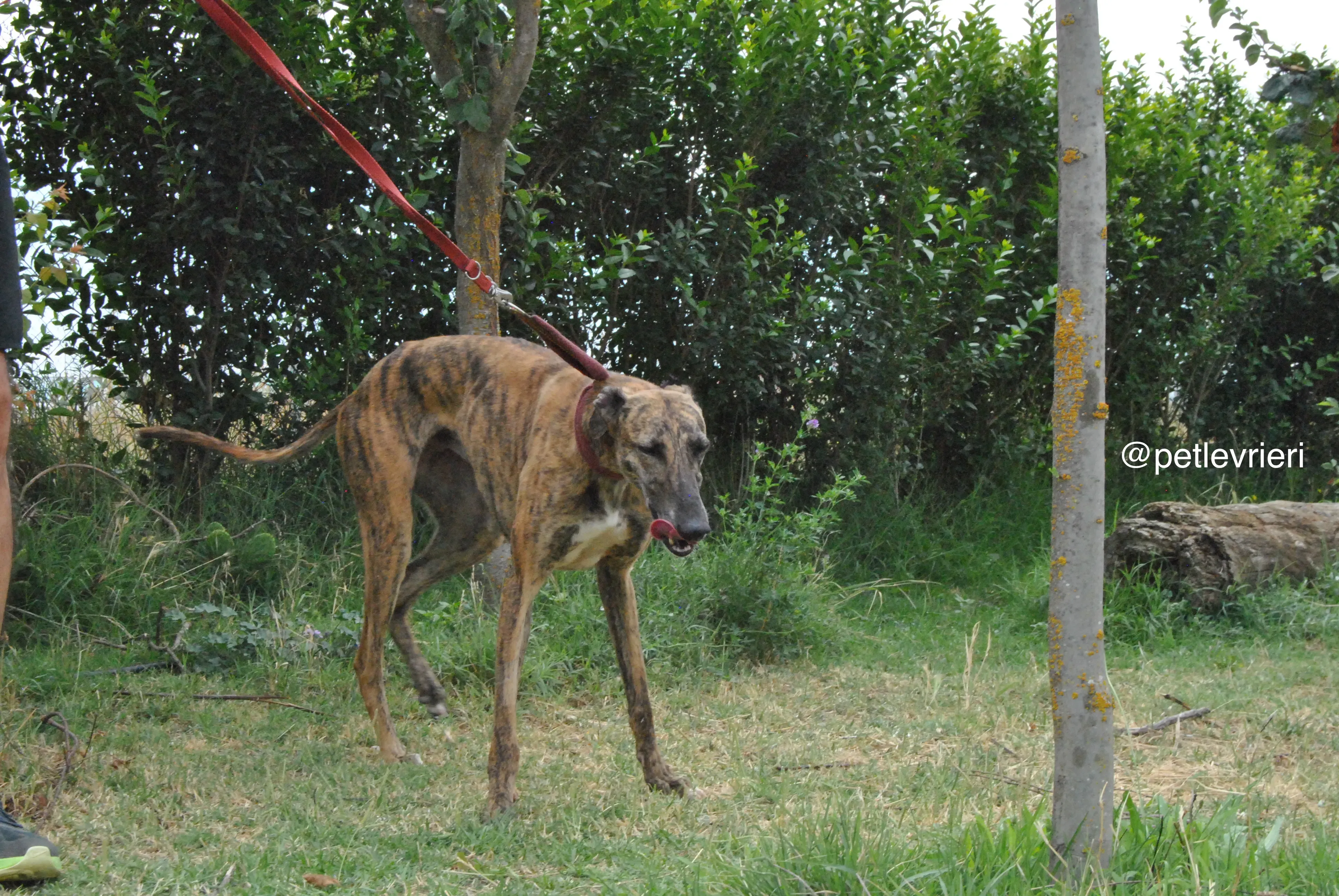 14 meribel adozione levrieri galgo