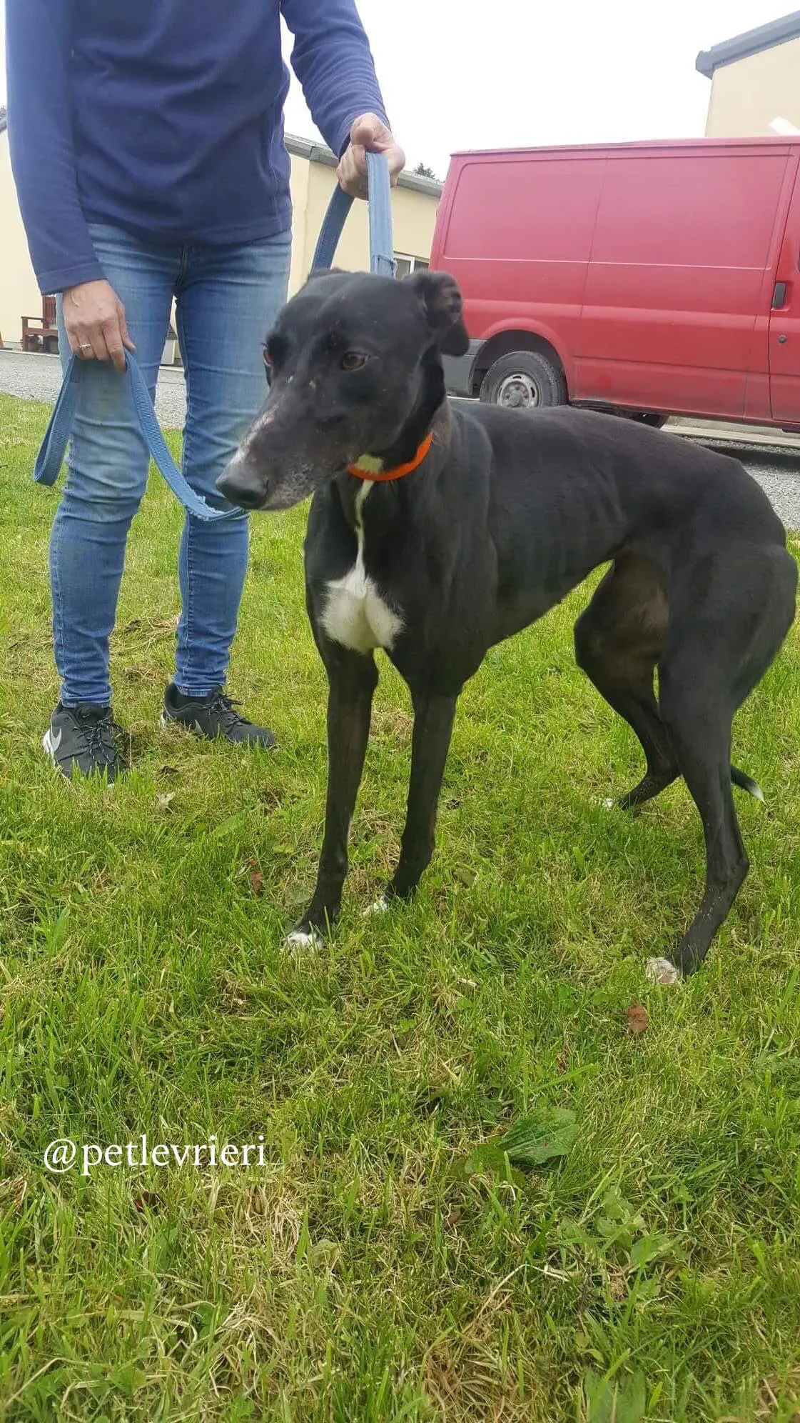 14 miss alice adozione levrieri greyhound