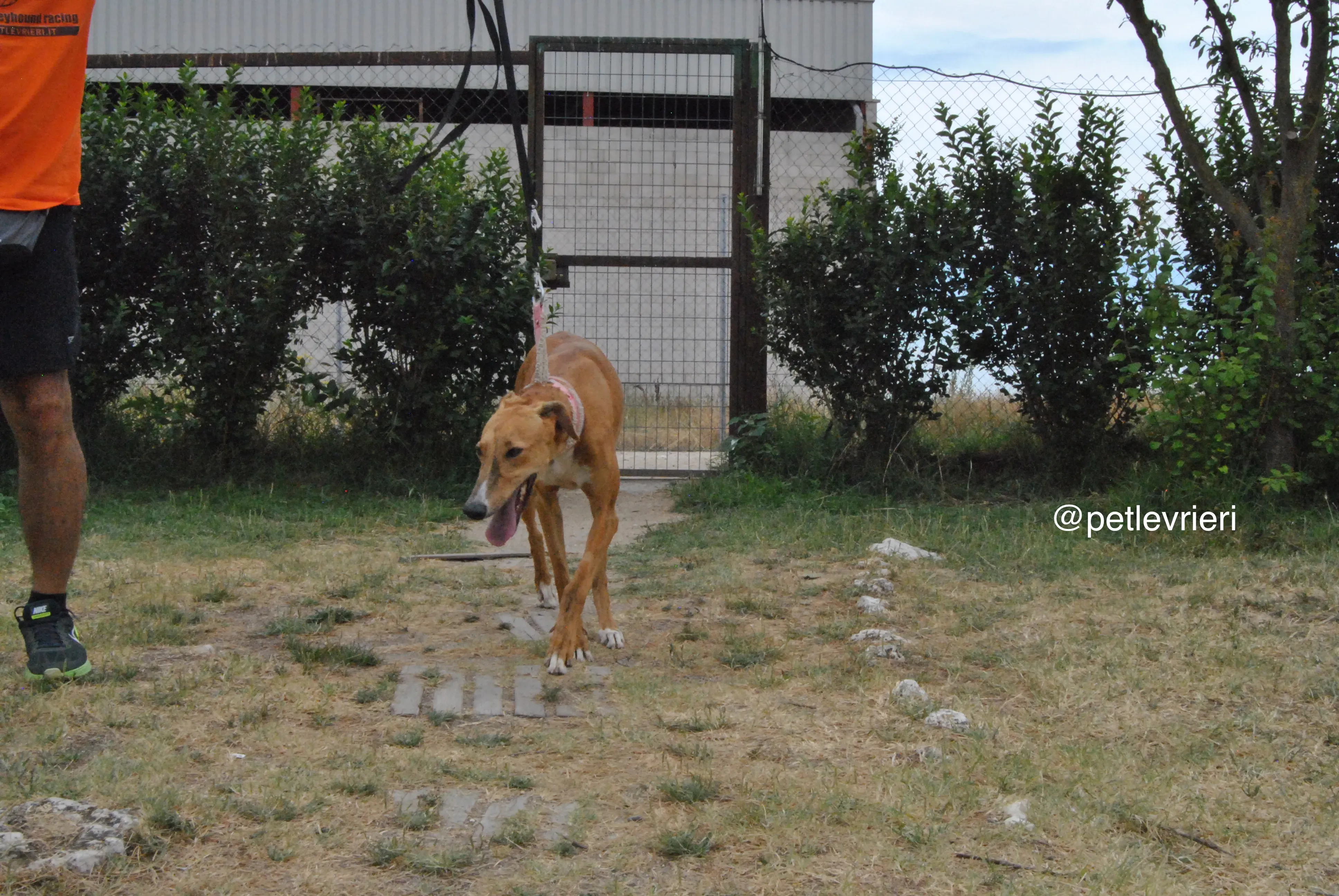 14 monica adozione levrieri galgo