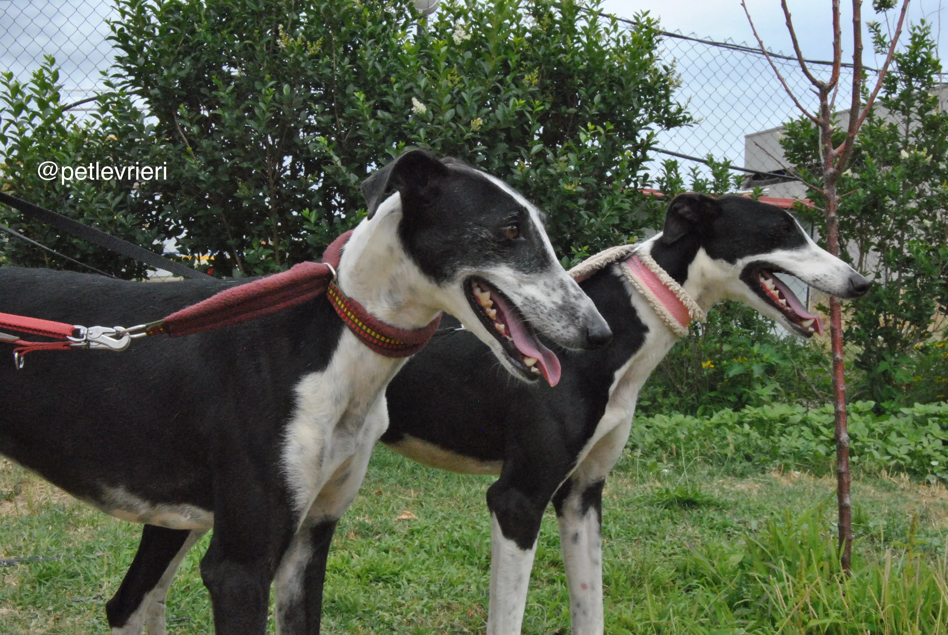 14 olga katarina adozione levrieri galgo