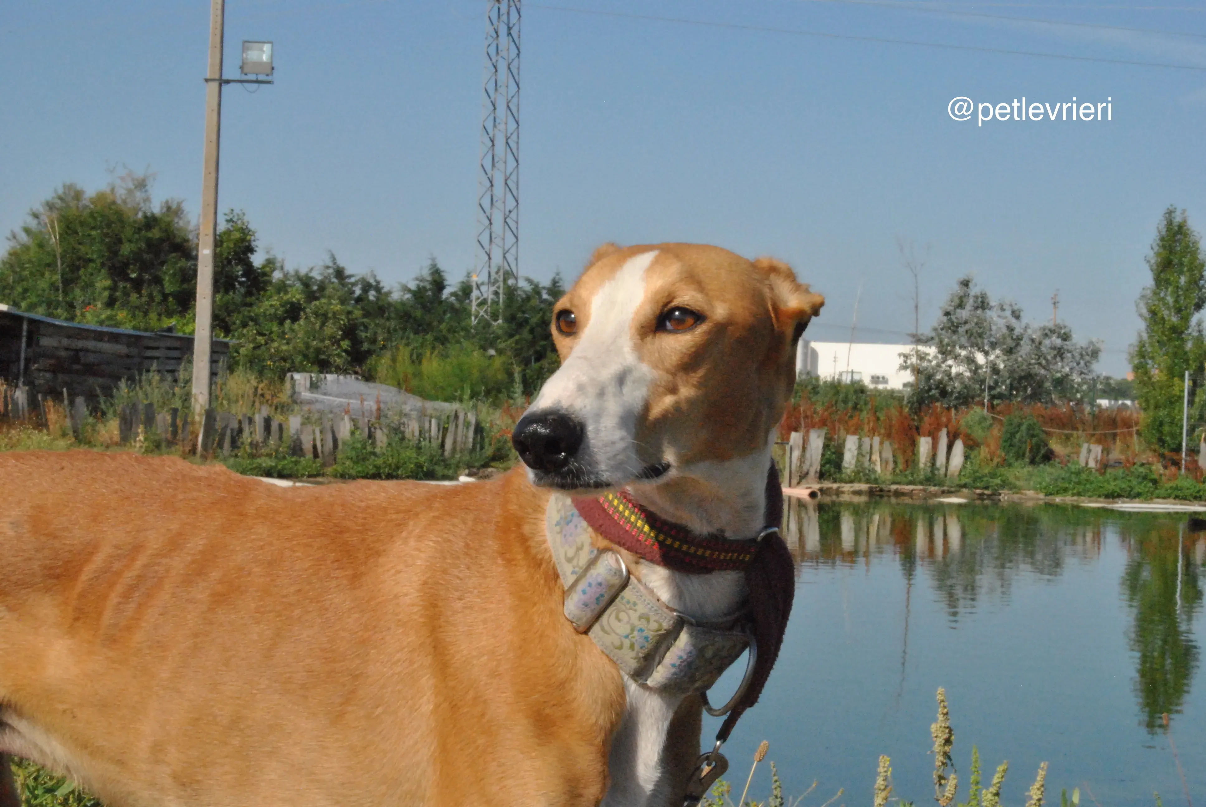 14 patas adozione levrieri galgo