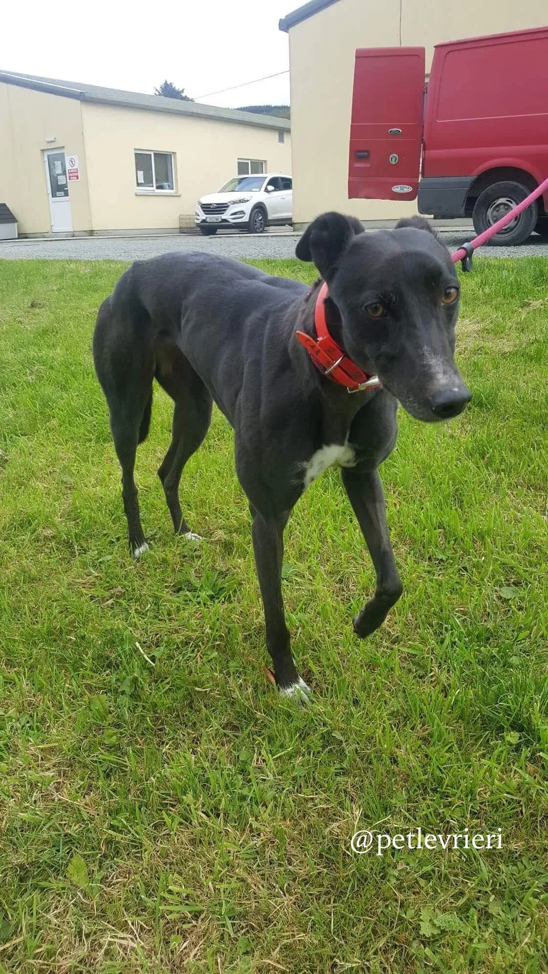 14 rosie adozione levrieri greyhound