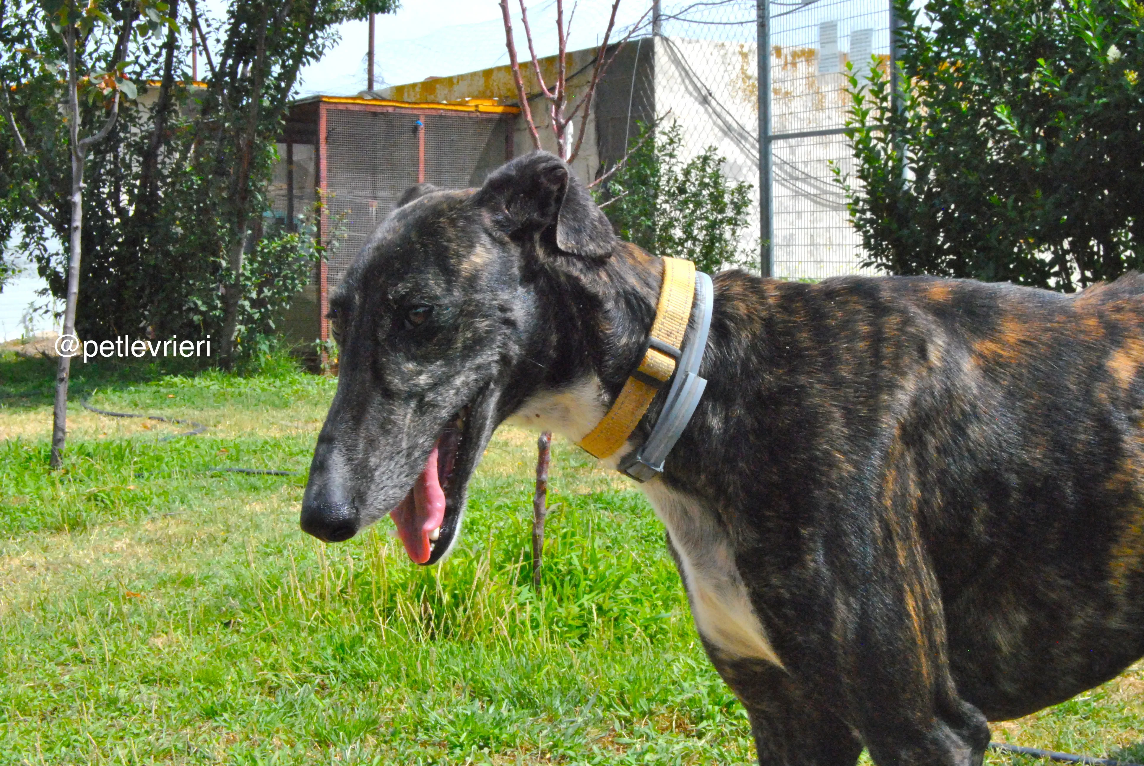 14 sasha adozione levrieri galgo 1