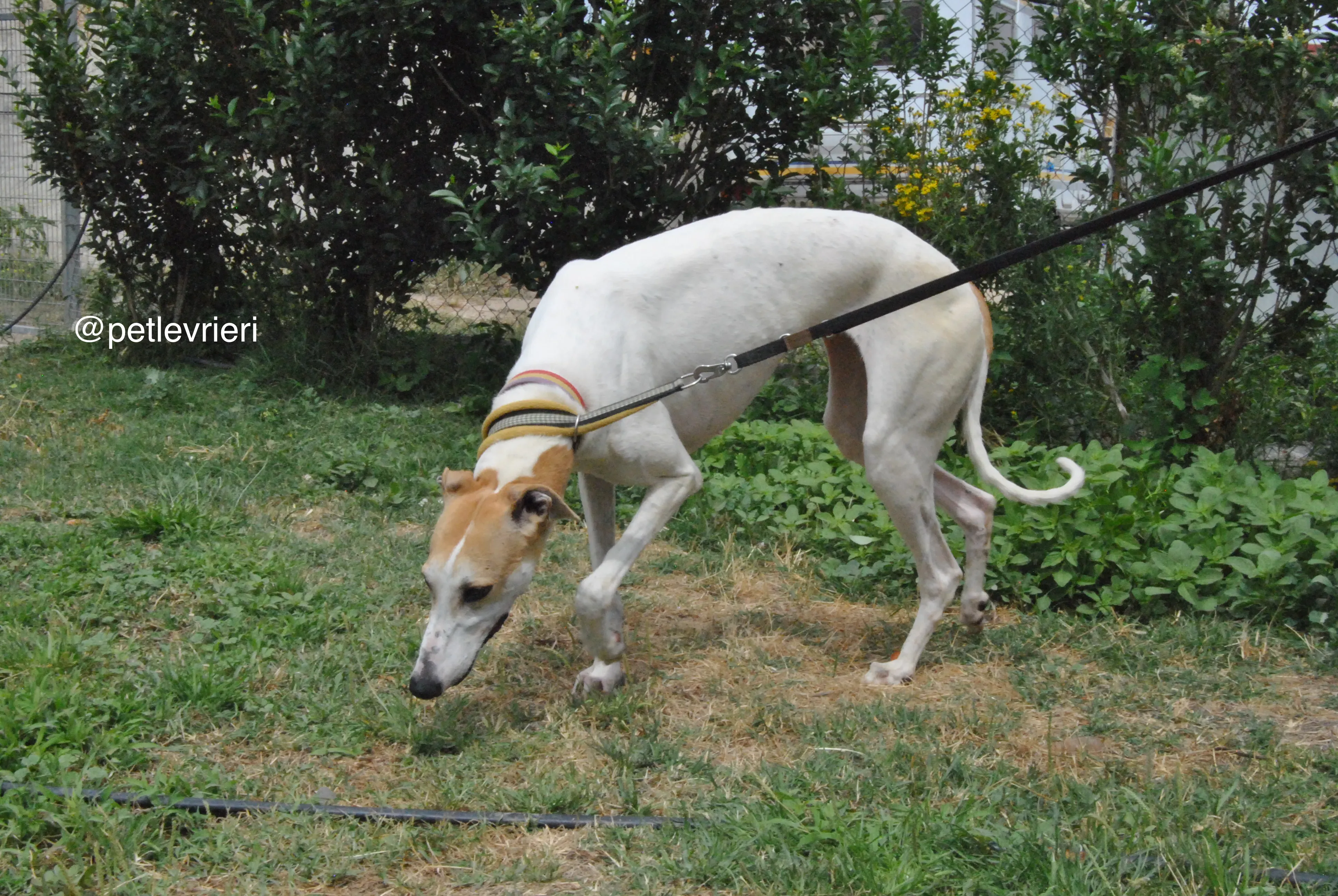 14 soda adozione levrieri galgo