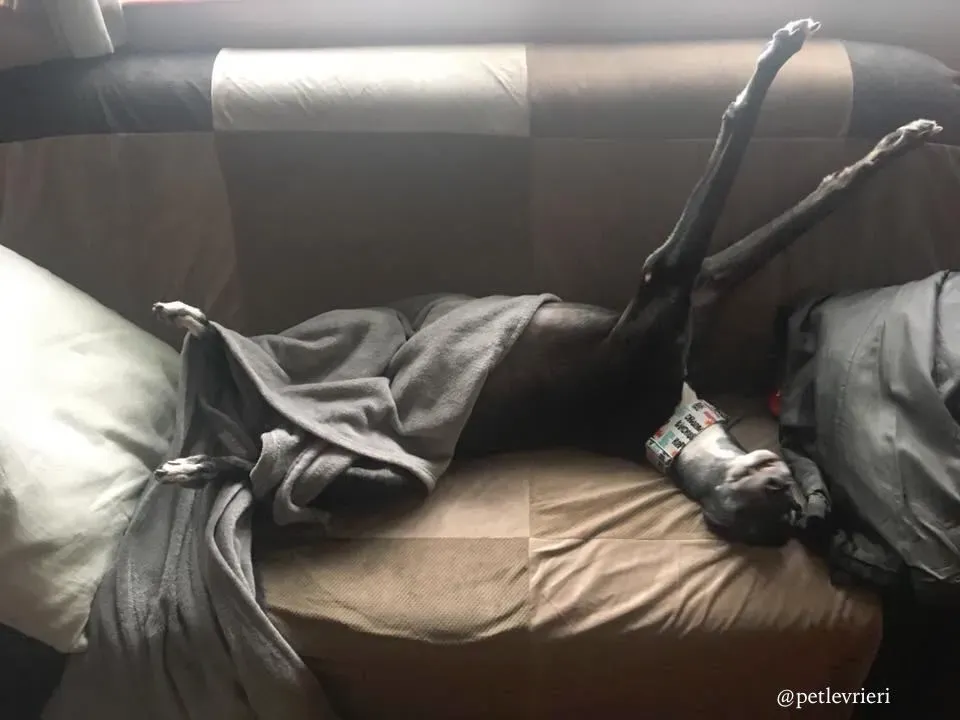 14 sparky adozione greyhound macao