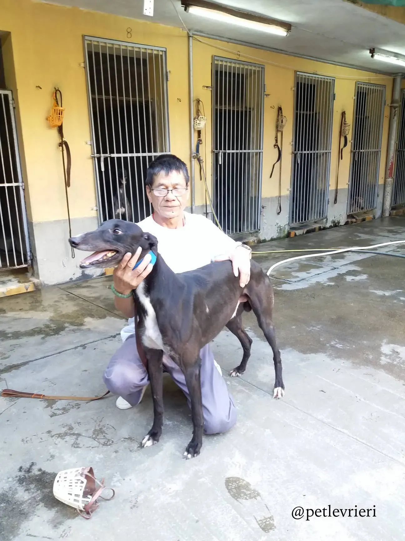 14 turramurra tom adozione greyhound macao