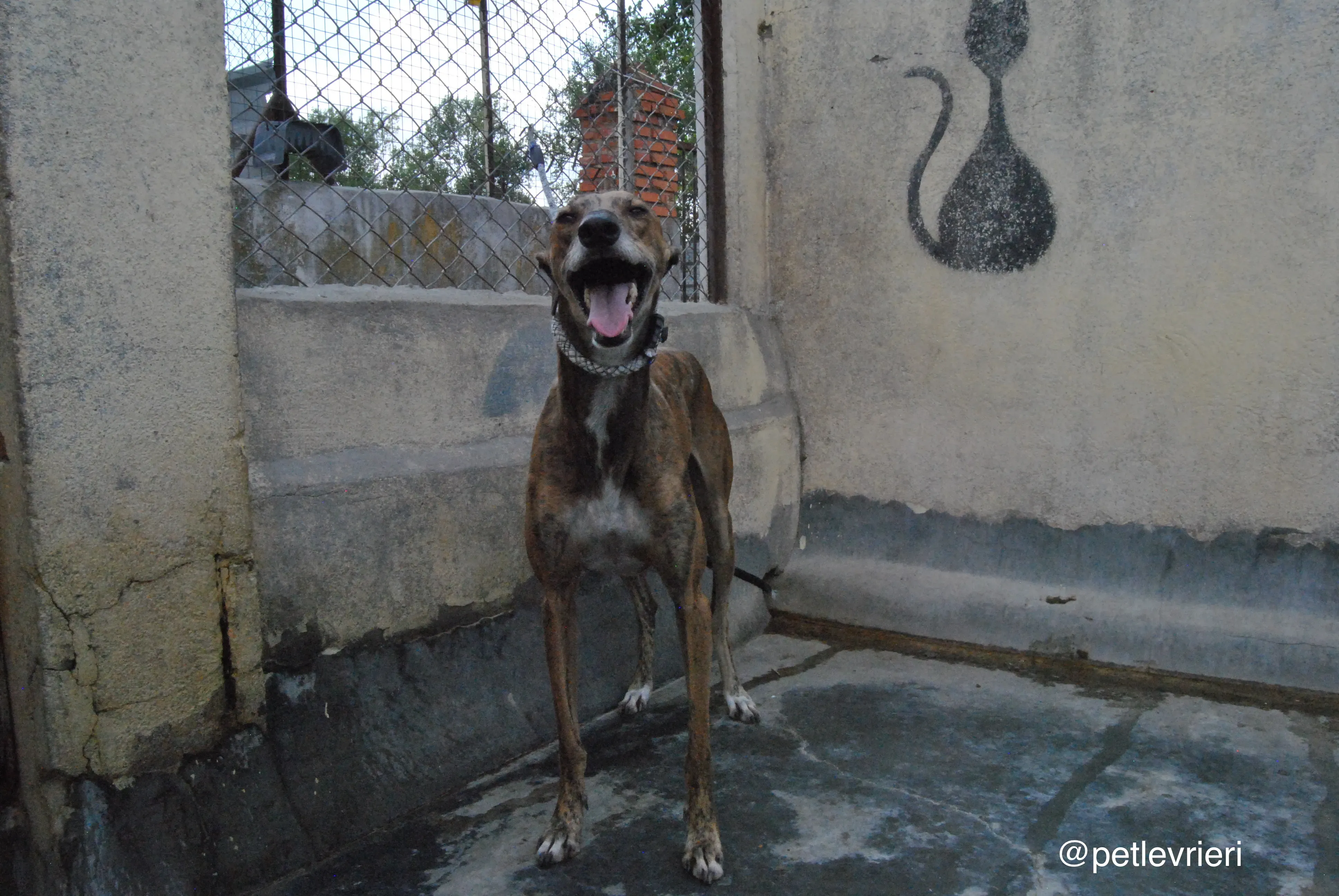 14 verdi adozione levrieri galgo