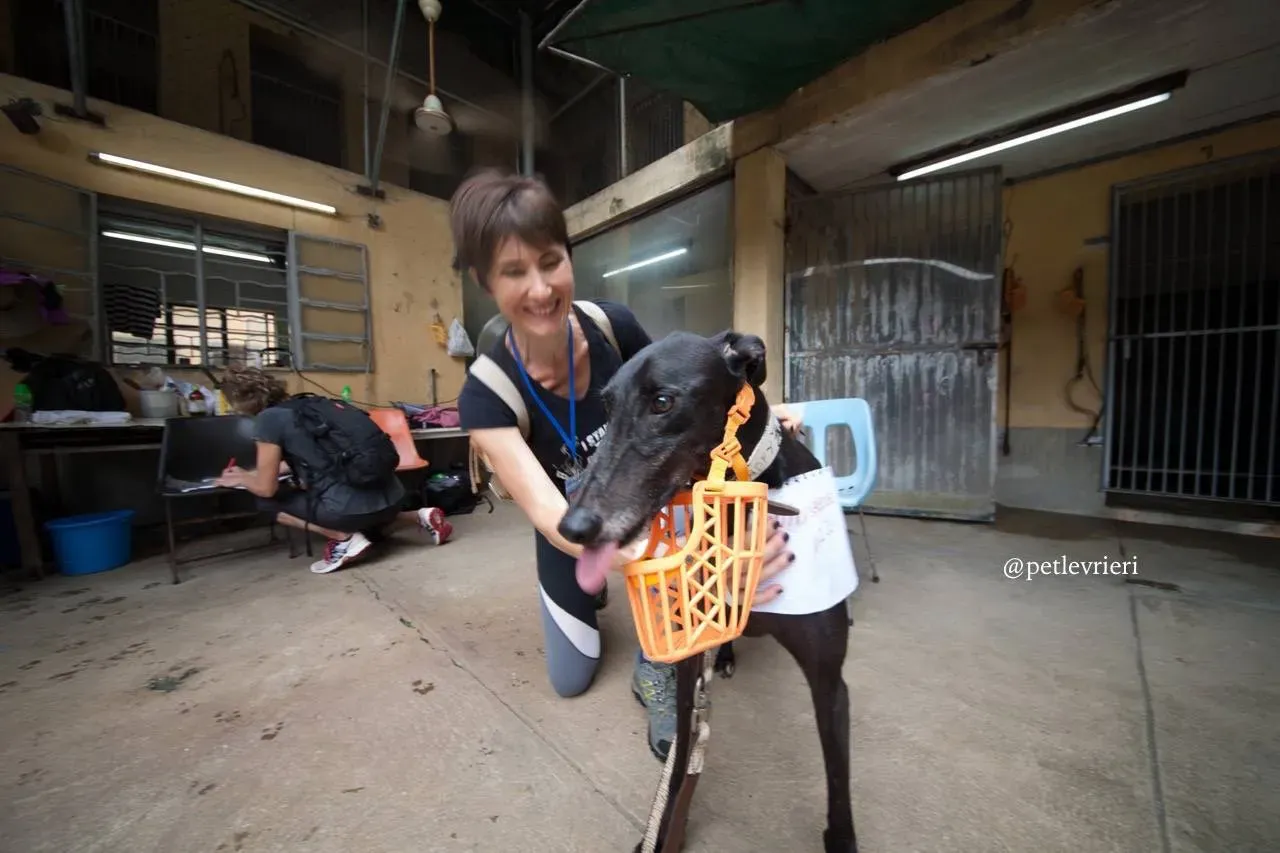 14 win warrior adozione greyhound macao