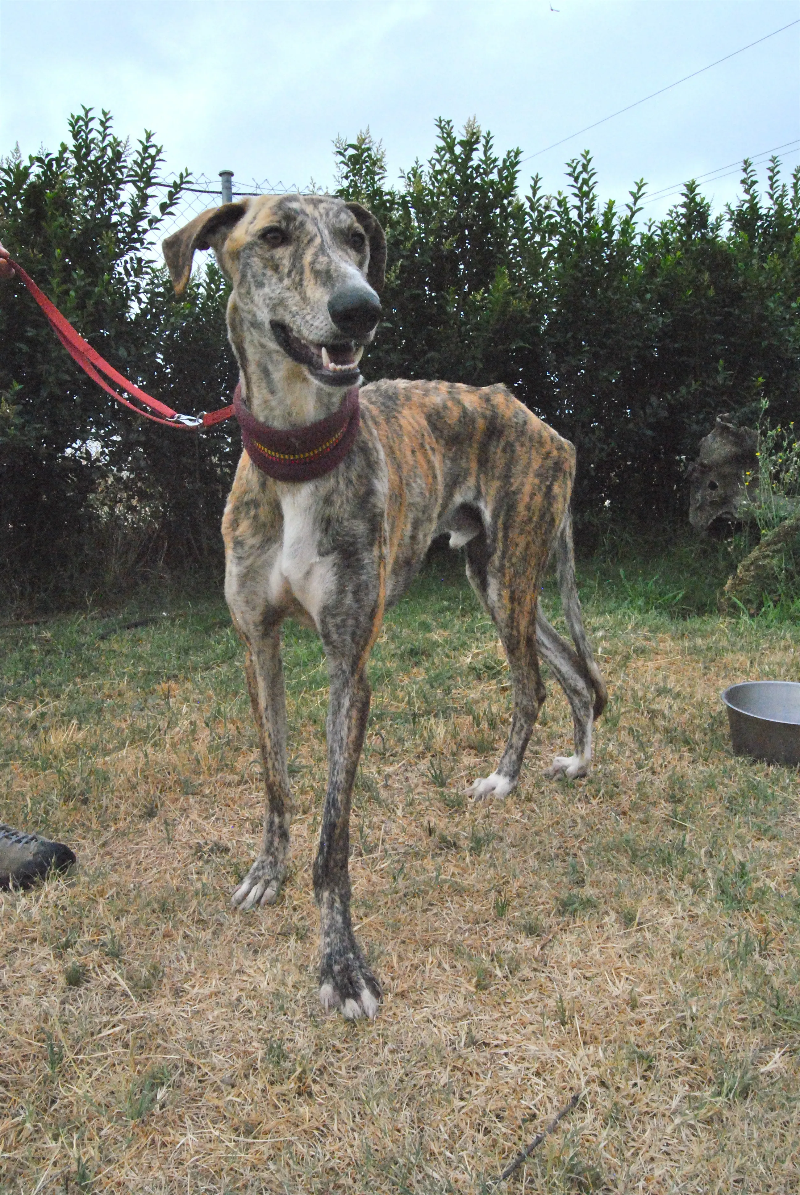 14 yasi adozione levrieri galgo