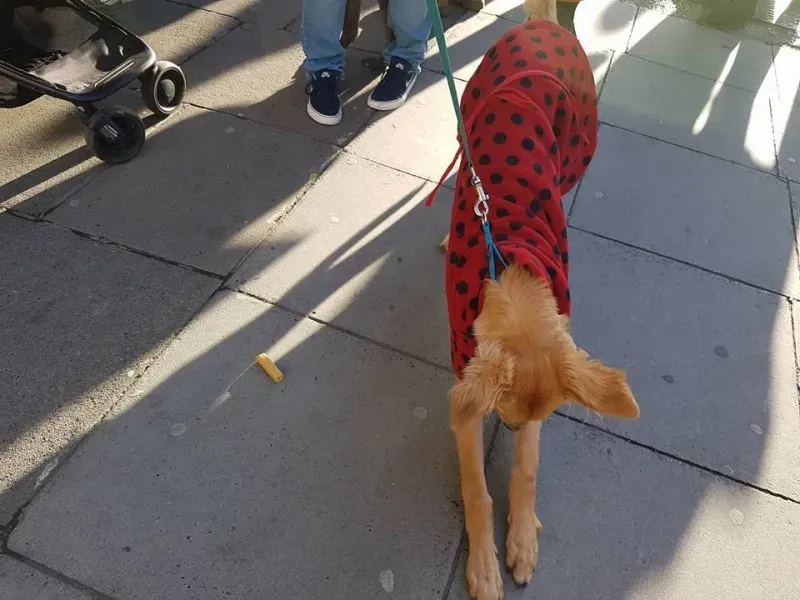 15027625 1486229084726076 1010781408229626252 n