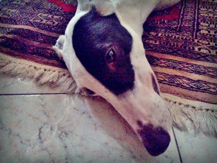 1503258 10202528866896277 254949779 n